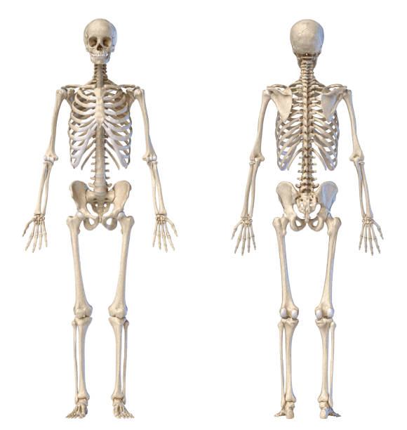 Human male skeleton full figure. Front and back views. stock photo