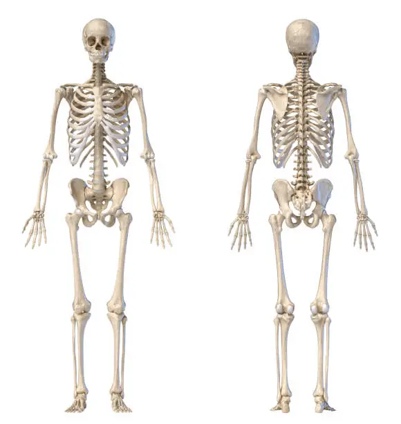 Photo of Human male skeleton full figure. Front and back views.