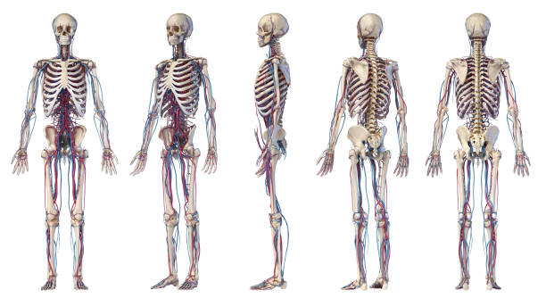 human body anatomy. skeleton with veins and arteries. five angles views. - lumbar vertebra imagens e fotografias de stock