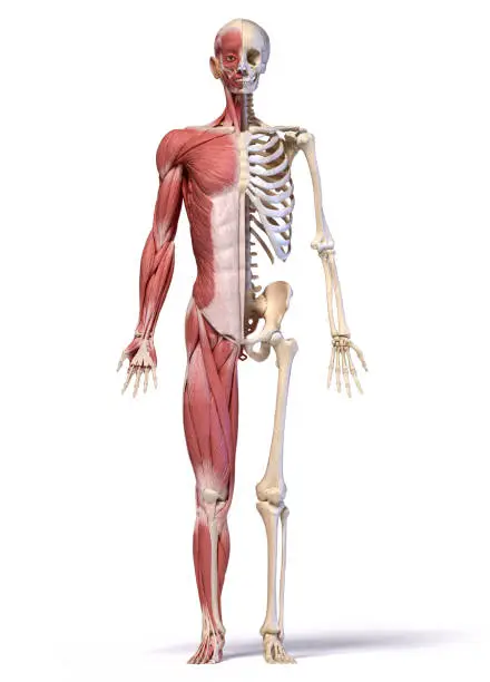 Human body, 3d illustration. Full figure male muscular and skeletal systems, front view on white background."n