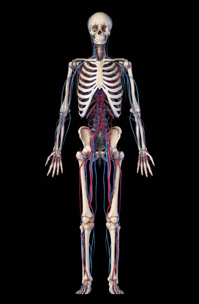 human body anatomy. skeleton with veins and arteries. front view. - lumbar vertebra imagens e fotografias de stock