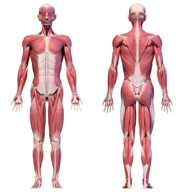 筋肉、静脈および動脈が付いている人間の全身骨格の3d図。 - external oblique ストックフォトと画像