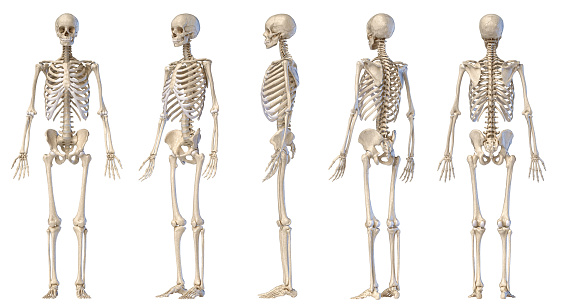 Human Anatomy full body male skeleton. Five views. Perspective, Front rear and side on white background. 3d illustration.