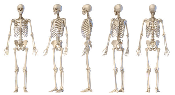 Human male skeleton full figure. Five angle views. stock photo