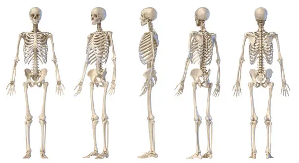 Photo of Human male skeleton full figure. Five angle views.