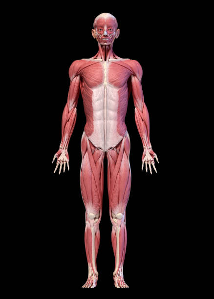 corpo humano, figura completa do sistema muscular masculino, vista frontal. - external oblique - fotografias e filmes do acervo