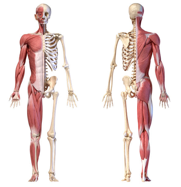 Anatomy of human male muscular and skeletal systems, front and rear views. Human body, 3d illustration. Full figure male muscular and skeletal systems, front and back views on white background. human arm stock pictures, royalty-free photos & images