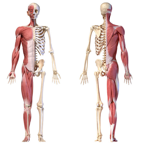 анатомия мужской мышечной и скелетной систем человека, передние и задние виды. - human arm стоковые фото и изображения