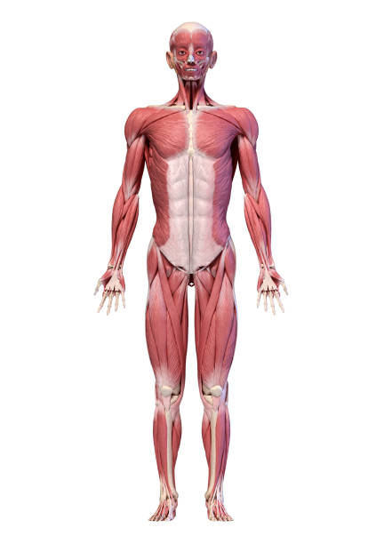 corpo humano, figura completa do sistema muscular masculino, vista frontal. - external oblique - fotografias e filmes do acervo