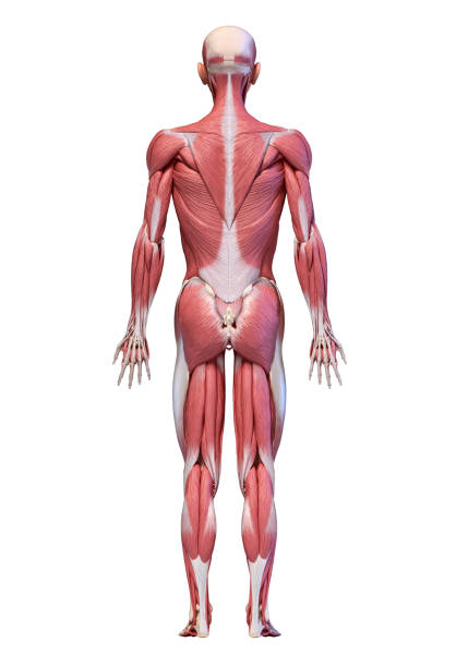 corpo humano, figura completa do sistema muscular masculino, vista traseira. - external oblique - fotografias e filmes do acervo