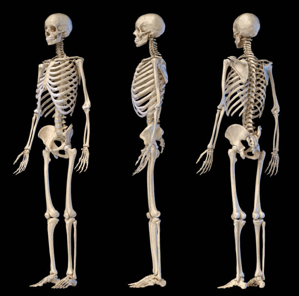 istock Human male skeleton full figure. Three angle views. 1174641622