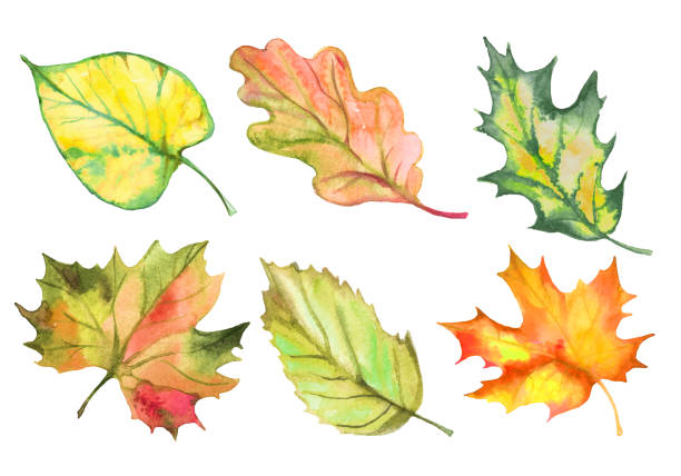 illustrations, cliparts, dessins animés et icônes de ensemble de feuilles d'automne d'aquarelle. vecteur - leaf dry backgrounds nobody