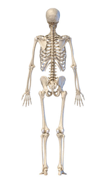 istock Human skeleton, full figure standing, rear view. 1174641686