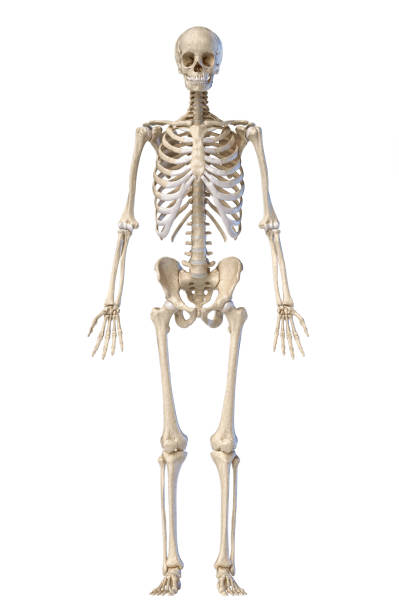 istock Human skeleton, full figure standing, rear view. 1174641687