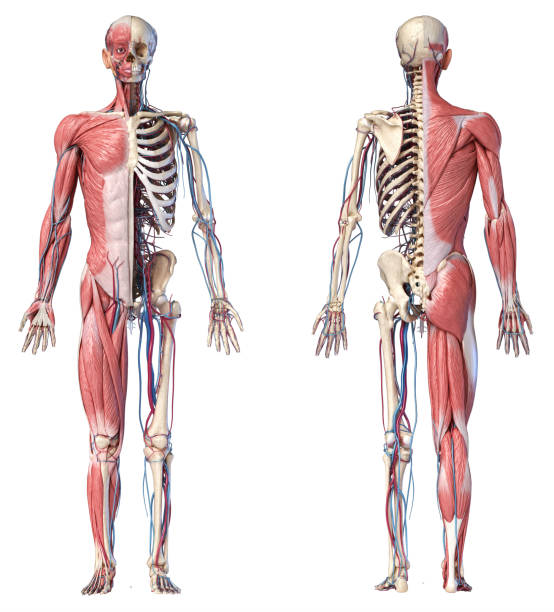 3d illustration of human full body skeleton with muscles, veins and arteries. - lumbar vertebra imagens e fotografias de stock