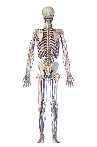 Human body anatomy. 3d illustration of Skeletal and cardiovascular systems. Rear view.