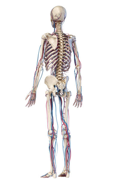 human body anatomy. skeleton with veins and arteries. back perspective view. - lumbar vertebra imagens e fotografias de stock