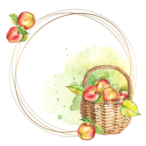 ilustrações, clipart, desenhos animados e ícones de frame redondo com a cesta das maçãs. aquarela. vetor. - basket apple wicker fruit