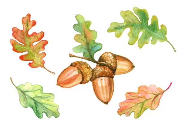 Vector illustration of Set of watercolor oak leaves and acorns. Vector