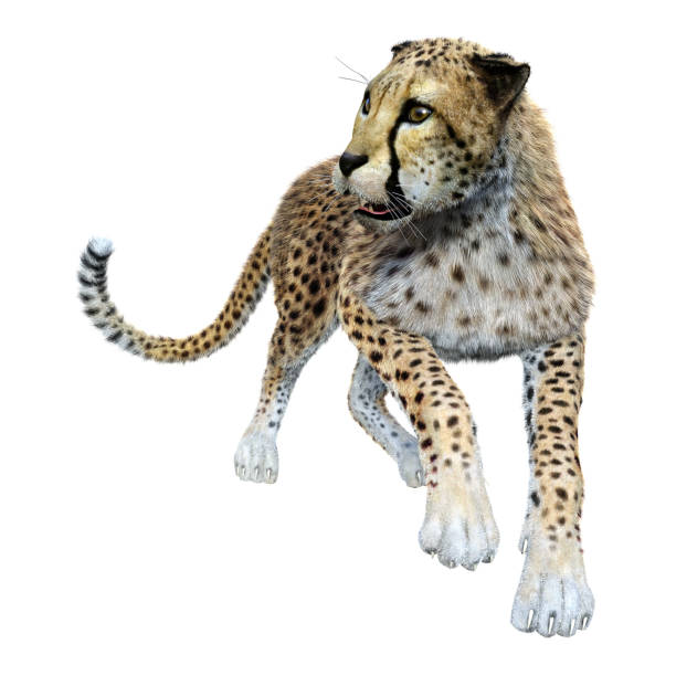 istock 3D illustration big cat cheetah on white 1174642598