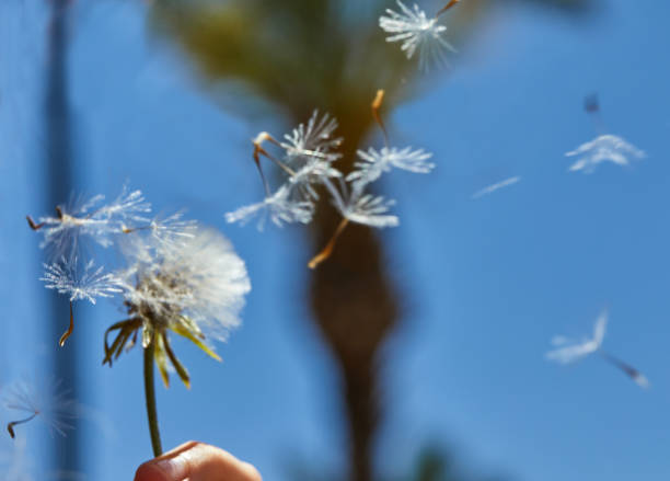 istock Blooming dandelion in nature against the blue sky. 1174642619