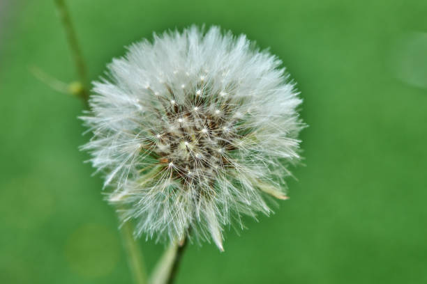 istock Bloomed dandelion in nature grows from green grass. 1174642637