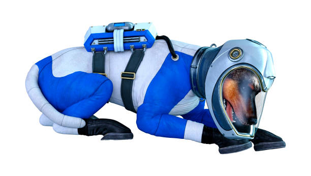 istock 3D illustration astronaut dog on white 1174642723