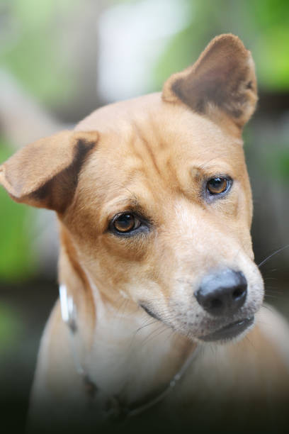 istock Close up face of cute Thai dog. 1174643609