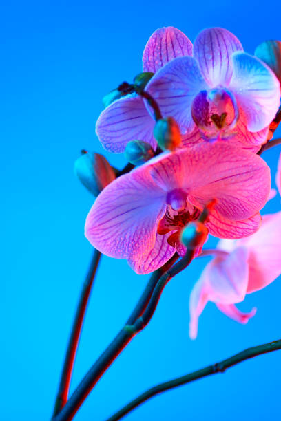 istock delicate pink Orchid with dew drops close-up on light blue background 1174643630