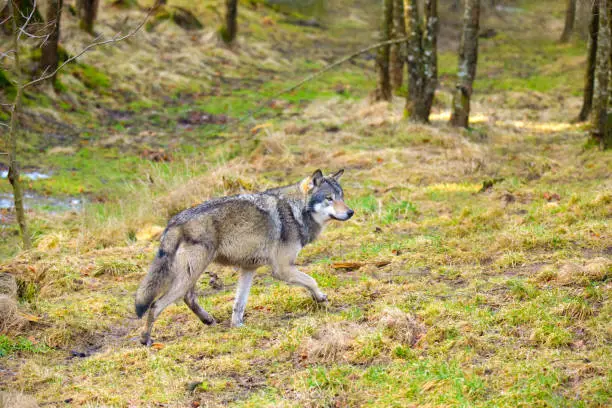 Wild male wolf walking in the forest in a autumn colored forest. Sneaks silent in the grass with his tongue out.