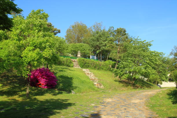 istock Yeongwolru's Tree and Pagoda in Spring 1174643900