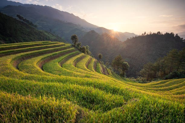 istock Beautiful landscape rice fields on terraced of Mu Cang Chai 1174644239