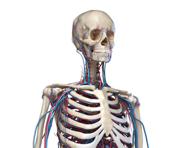 human torso anatomy. skeleton with veins and arteries. front perspective view. - lumbar vertebra imagens e fotografias de stock