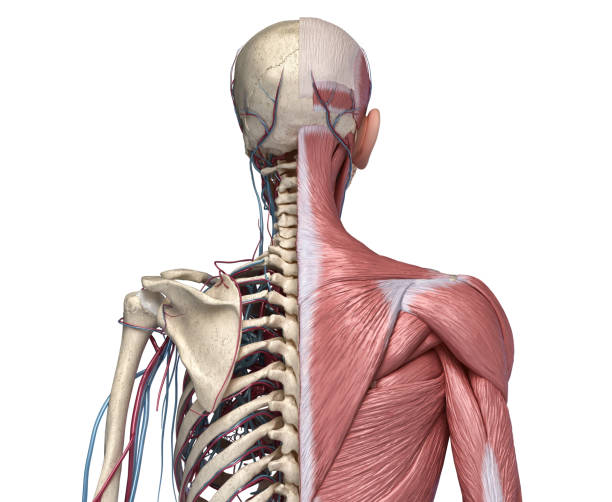 istock Human Torso skeleton with muscles, veins and arteries. Back view. 1174645132