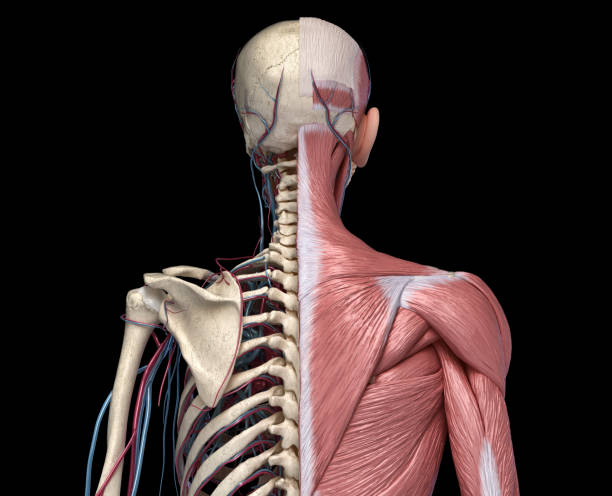 istock Human Torso skeleton with muscles, veins and arteries. Back view. 1174645133