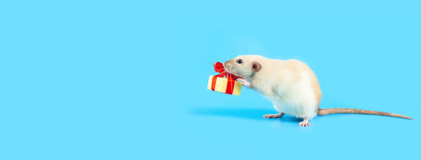 istock cute decorative rat with cheese gift and red bow on a blue background 1174645393