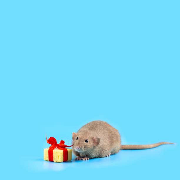 istock cute decorative rat with cheese gift and red bow on a blue background 1174646210