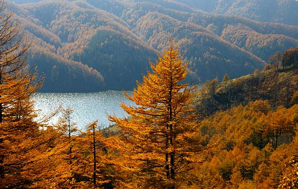 autunno larches e montagna lago. - isola di sakhalin foto e immagini stock