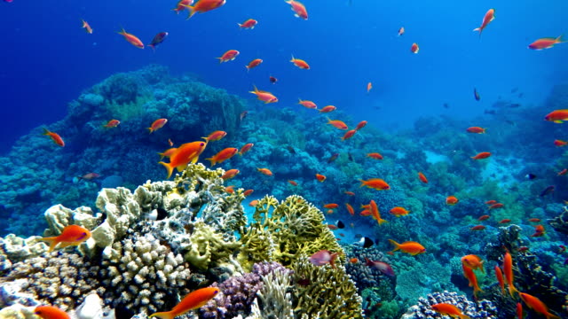Life in the ocean. Tropical fish and coral reefs.