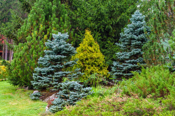 istock various conifers as an element of landscape design 1174647631