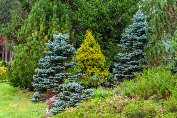 various conifers as an element of landscape design group of different conifers used in landscaping in park coniferous tree stock pictures, royalty-free photos & images
