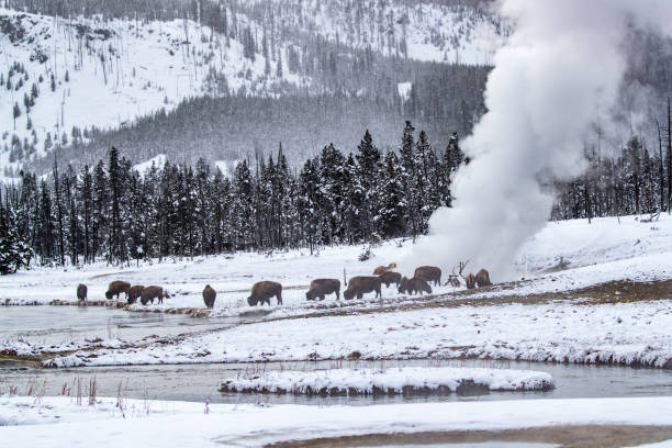 istock Bison-Buffalo take advantage of a thermal pool in Yellowstone 1174647702