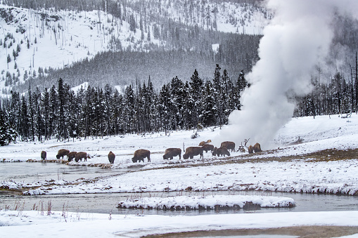 Bison-Buffalo take advantage of a thermal pool in Yellowstone.jpg