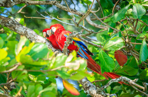 istock Scarlet macaws in Costa Rican forest 1174647706