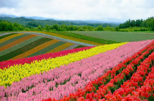 Beautiful rainbow flower fields hills, colorful lavender flowers farm,rural garden against white clouds sky and mountain range background,the flower in red pink,white,purple, at Furano,Hokkaido ,Japan