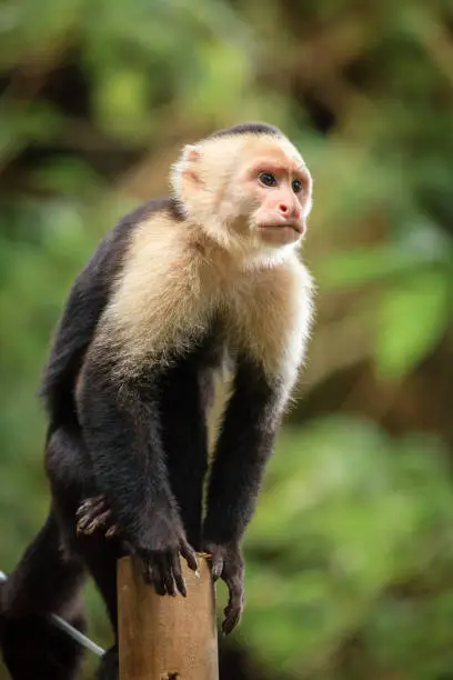 Capuchin monkey in a tropical forest in Costa Rica