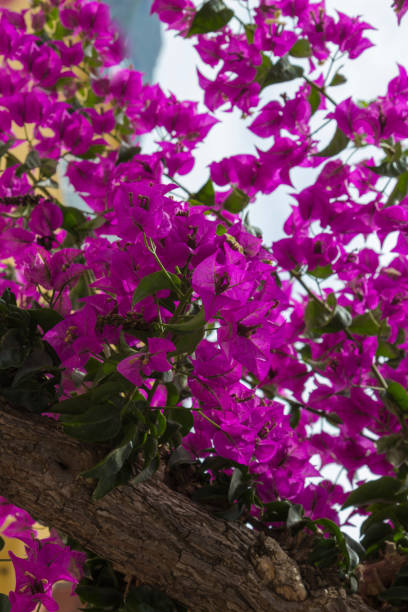 istock Lilac flowers bougainvillea, natural background 1174648650
