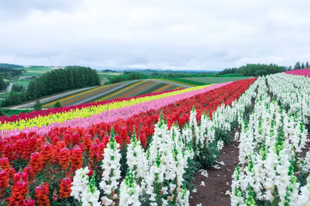 Beautiful rainbow flower fields hills, colorful lavender flowers farm,rural garden against white clouds sky and mountain range background,the flower in red pink,white,purple, at Furano,Hokkaido ,Japan