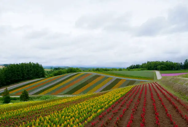 Beautiful rainbow flower fields, colorful flowers farm,rural garden against white clouds sky background,the row of flora growth in spring time at Furano , Hokkaido in Japan