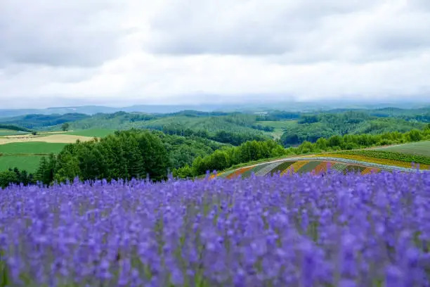 Beautiful rainbow flower fields, colorful lavender flowers farm,rural garden against white clouds sky background,the flower in row with purple flower foreground,spring time at Furano , Hokkaido in Japan